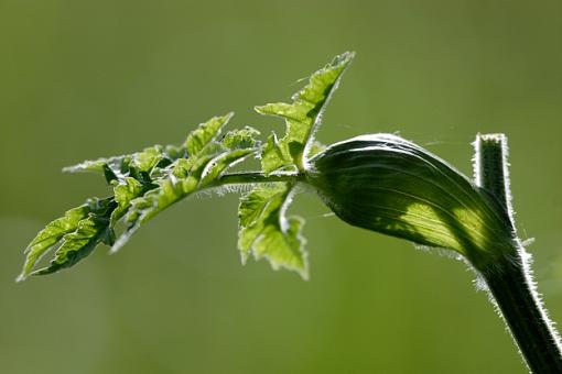 June Photo Project: Plantlife-_mg_1407.jpg