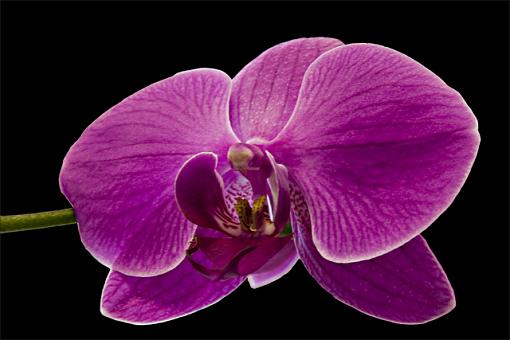 June Photo Project: Plantlife-orchid-2.jpg