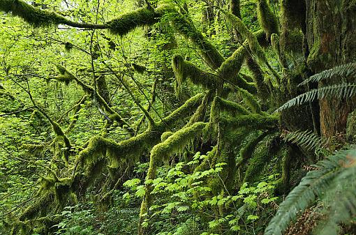 Plant Life-dsc_4526gorgetrailjungleouttheresmall_small.jpg