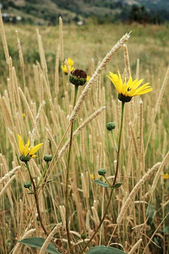 Plant Life-dsc_7712coloradovisit_small.jpg