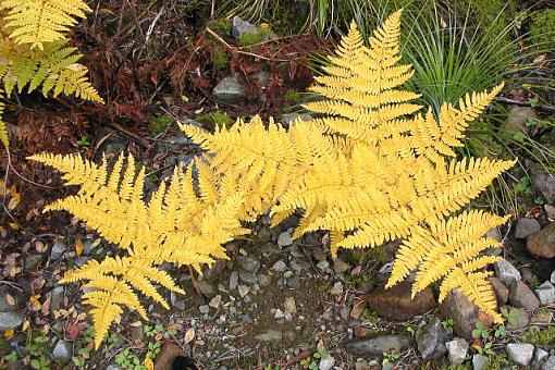 Plant Life-img_5085_autumnfern_small.jpg