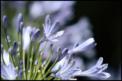 June Photo Project: Plantlife-img_5674_w640.jpg