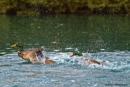 September Photo Project: Competition-mallards.jpg