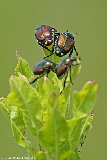 September Photo Project: Competition-japanese-beetles.jpg