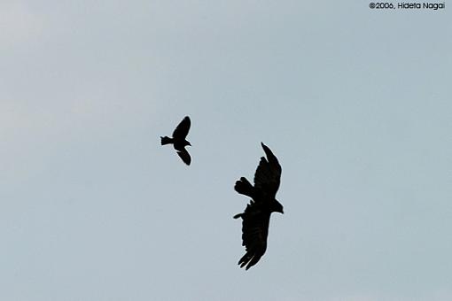 September Photo Project: Competition-flight-attack.jpg