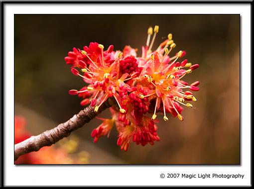 March Photo Project: Spring-crw_2130.jpg