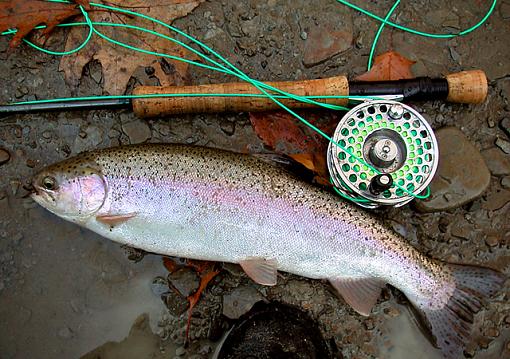 April Photo Project: Hobbies-steelhead.jpg