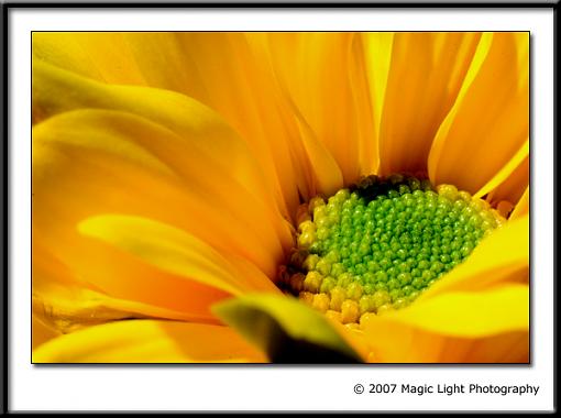 May Photo Project: May Flowers-crw_2650.jpg