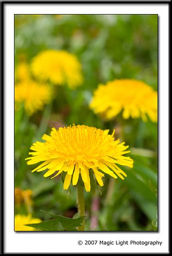 May Photo Project: May Flowers-crw_3371.jpg