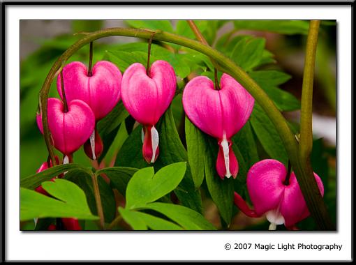 May Photo Project: May Flowers-crw_3417.jpg