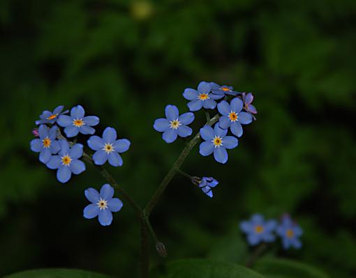 May Photo Project: May Flowers-edited-crop-unsharp-mask.jpg