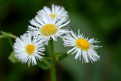 May Photo Project: May Flowers-dsc_2055-2-8x12-640.jpg