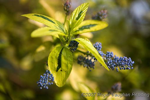 May Photo Project: May Flowers-_mg_0500-640.jpg