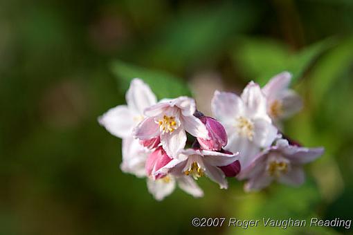 May Photo Project: May Flowers-_mg_0501-640.jpg