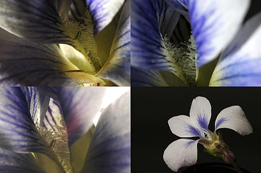 May Photo Project: May Flowers-wldflo1.jpg