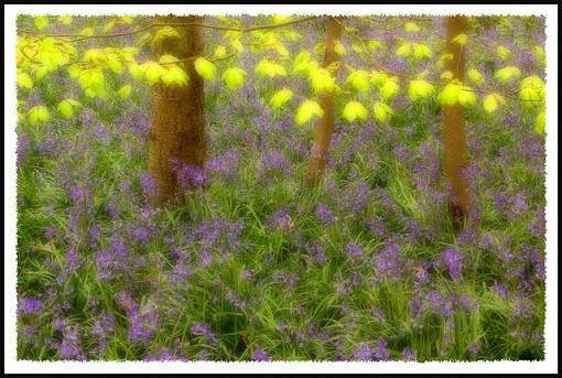 May Photo Project: May Flowers-bluebells-leaves-small.jpg