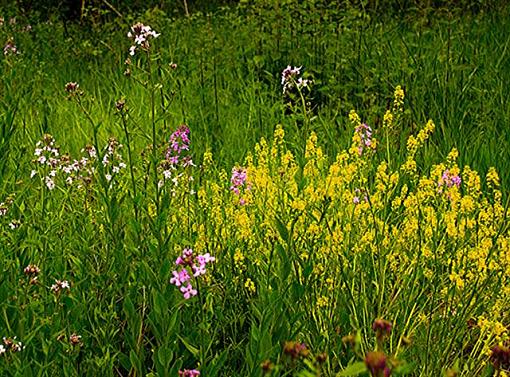 May Photo Project: May Flowers-dsc_0128edited-small-.jpg