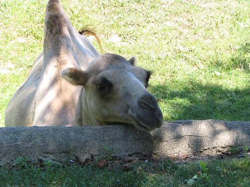 September Photo Project: The Eyes have it-camel.jpg