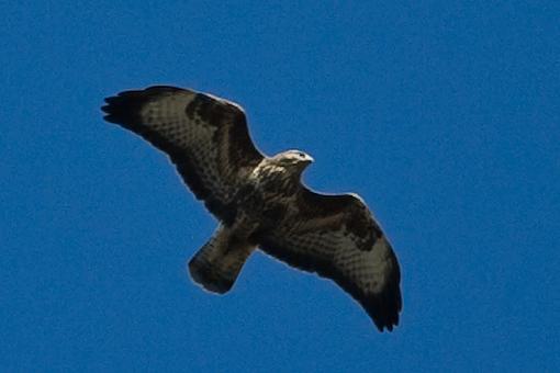 October Photo Project: Look Up-pa3p5466-2.jpg