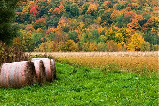 November Photo Project: Autumn Colours-fall-field.jpg
