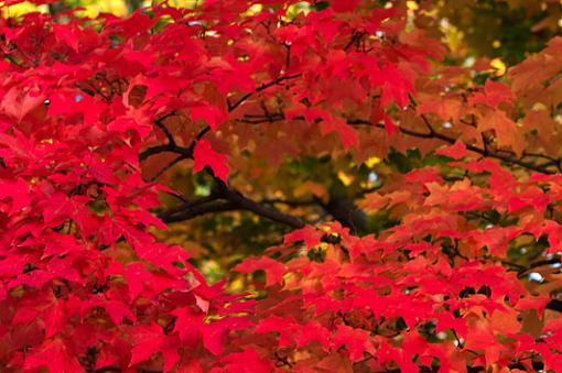 November Photo Project: Autumn Colours-fall-leaves.jpg