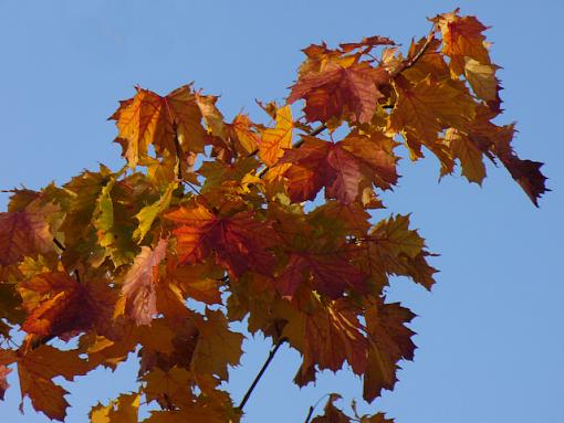 November Photo Project: Autumn Colours-p1070443.jpg