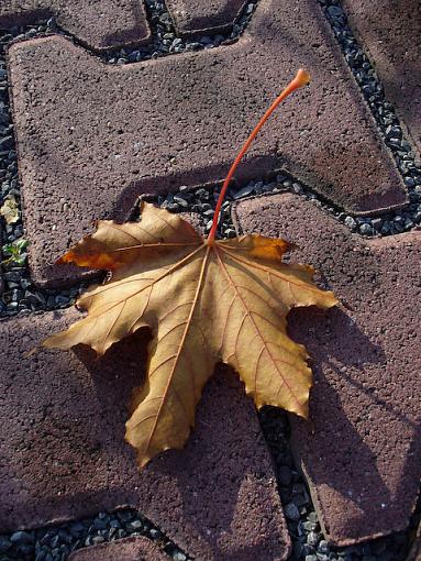 November Photo Project: Autumn Colours-p1070460.jpg