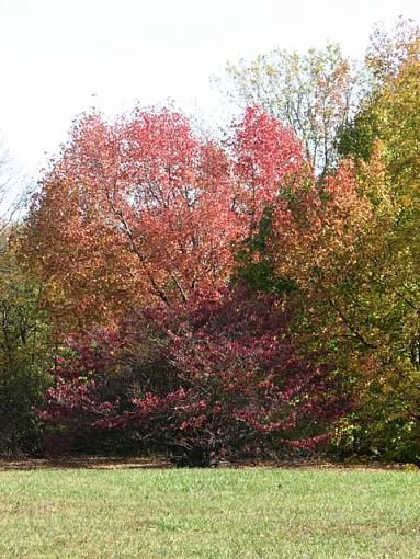 November Photo Project: Autumn Colours-img_0345-fall-colors.jpg