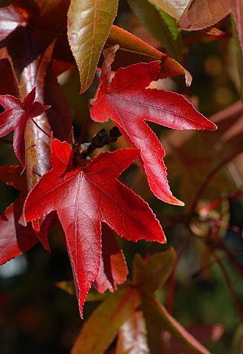 November Photo Project: Autumn Colours-dsc_1423-2-640.jpg