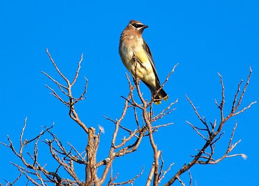 November Photo Project: Autumn Colours-cedar-waxwing.jpg