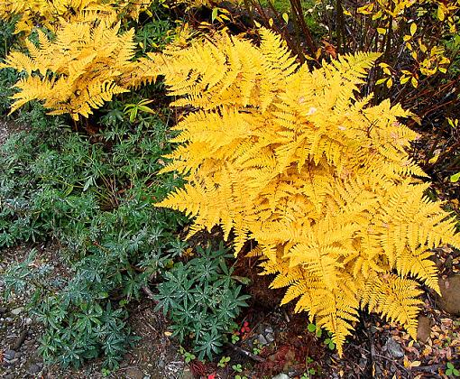 November Photo Project: Autumn Colours-img_5084_autumnfern_sml.jpg