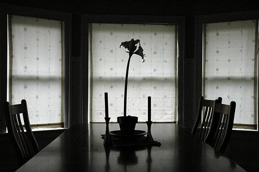 March Project: Found Still Life-morningflower.jpg