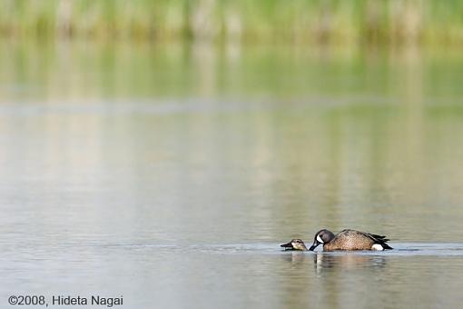 May Project: Life-blue-winged-teals.jpg