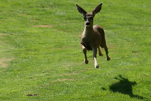 October Project: Motion-deer.jpg