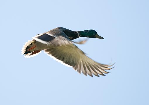 October Project: Motion-flying-mallard.jpg