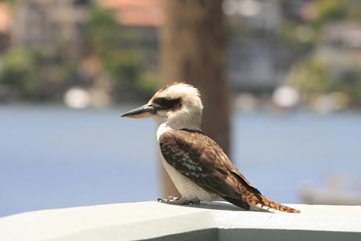 November Project: Sooc (straight out of the camera)-kookaburra.jpg