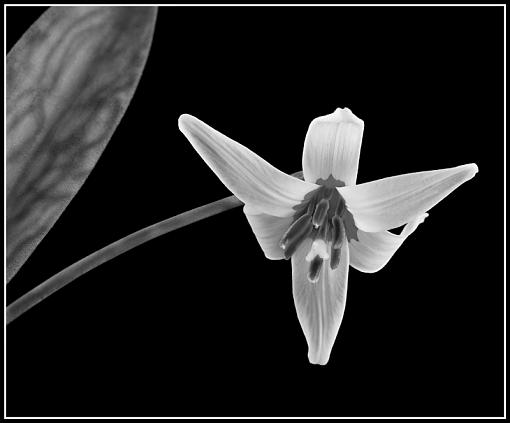 2009 April Project: B&amp;W-dsc00519-edit_edited-2.jpg