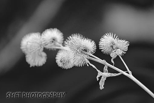 2009 April Project: B&amp;W-cocklebur.jpg