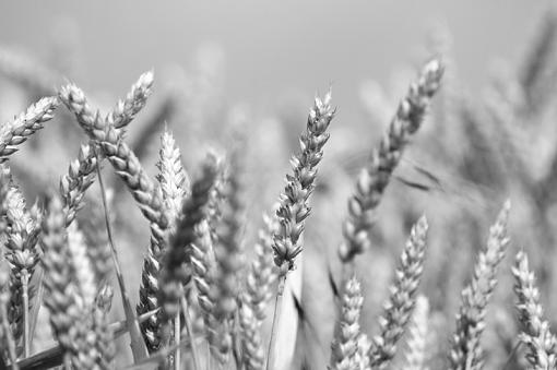 2009 April Project: B&amp;W-wheat.jpg