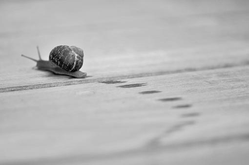 2009 April Project: B&amp;W-snail.jpg