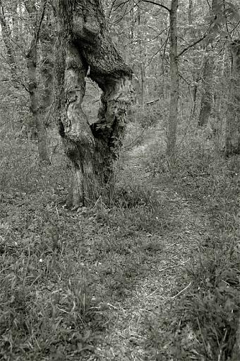 2009 April Project: B&amp;W-strange-tree.jpg