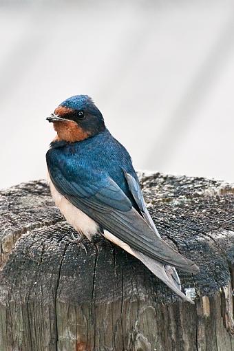 July project.-barn-swallow-back-shot.jpg