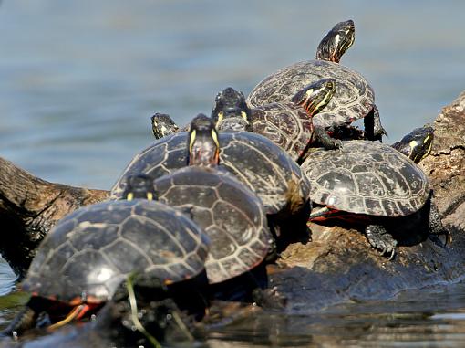 July project.-backs-turtles-1.jpg