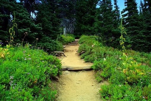 January 2010 project......STAIRS-natures_stairs_4862.jpg