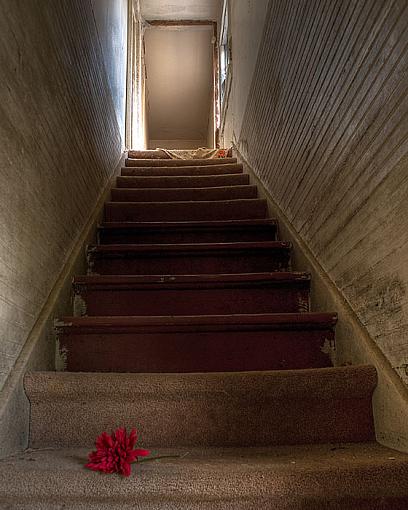 January 2010 project......STAIRS-flower_on_the_steps.jpg