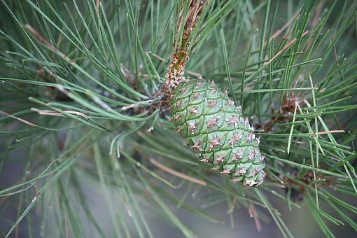 May project...GREEN-green-cone.jpg