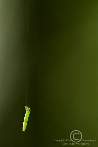 May project...GREEN-inchworm-2.jpg