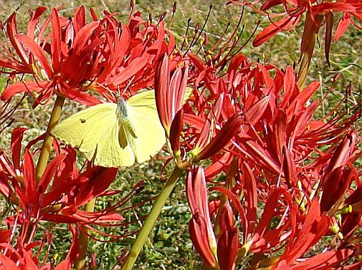 October project...Fall! or Spring if you are south of the equator-auglilies-sulfur.jpg