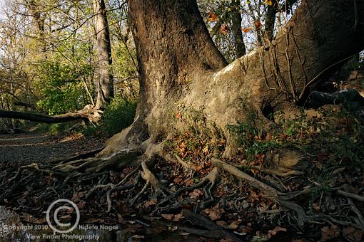 October project...Fall! or Spring if you are south of the equator-fall-2010-2.jpg