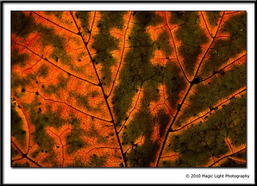 October project...Fall! or Spring if you are south of the equator-_mg_0840.jpg